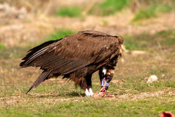 Portrait of a black vulture