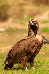 Portrait of a black vulture
