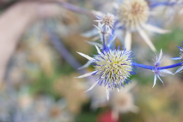 plant with a blue stem and spherical flowers close-up.