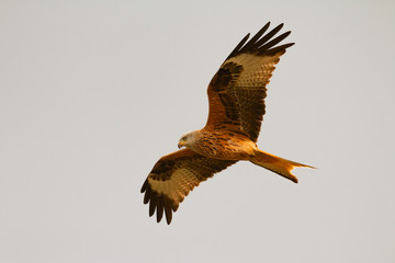 Awesome bird of prey in flight