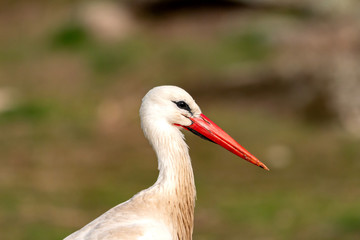 Portrait of a elegant stork