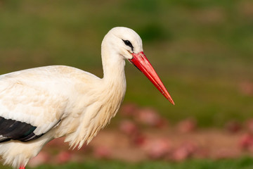 Portrait of a elegant stork