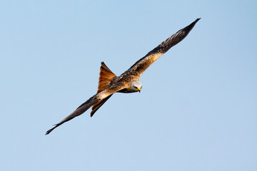 Awesome bird of prey in flight