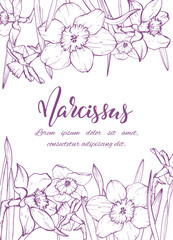 Floral background. Hand drawn vector botanical illustration. Template greeting card, wedding invitation banner with spring flowers. Sketch linear narcissus blossom.Engraved style illustration.