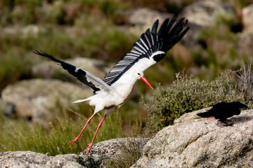 Big stork flying