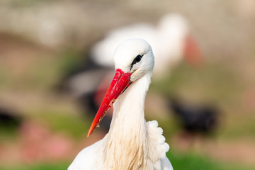 Portrait of a elegant stork