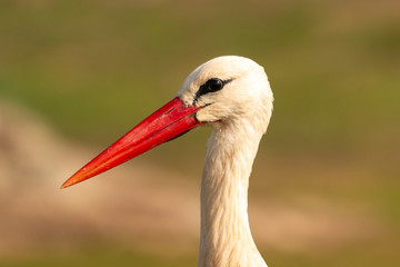 Portrait of a elegant stork