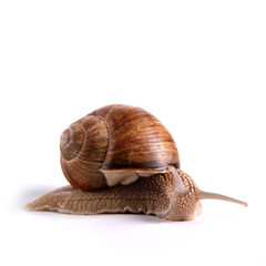 Helix pomatia.Garden snail isolated on white background.Grape snail.