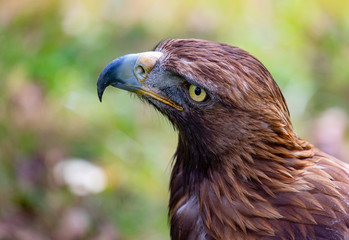 Portrait of a golden eagle
