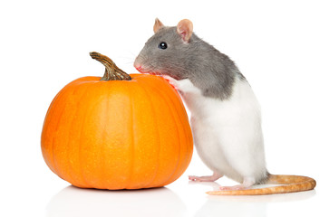 Decorative Rat near ripe pumpkin