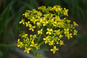 Obraz premium yellow flowers