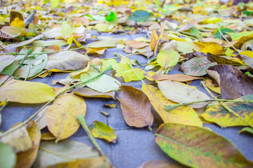 Autumn leaves scattered on the paving slabs. Close-up. Background like texture..