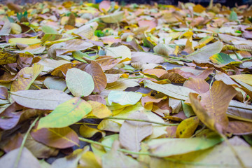 Autumn leaves scattered on the paving slabs. Close-up. Background like texture..