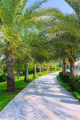Palm trees garden on the concrete walkway with green grass and garden lights over sunlight and shadow background.