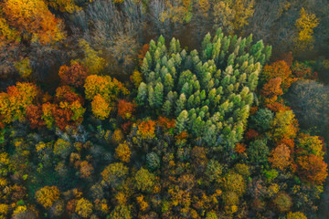 Colorful trees at the beginning of autumn seen from a drone.