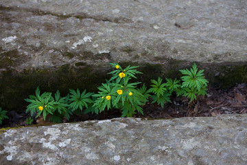 flor amarilla sobre unas piedras