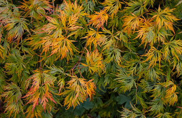 Autumn acer, acer disectum, feathery leaves of autumn colors