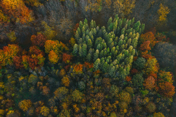 Colorful trees at the beginning of autumn seen from a drone.