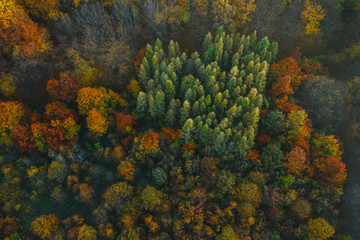 Colorful trees at the beginning of autumn seen from a drone.