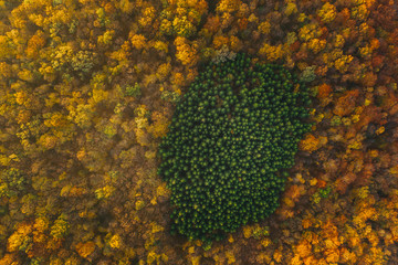 Colorful trees of autumn seen from a drone.