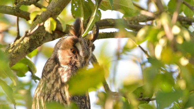 Long-eared owl (Asio otus) sitting high up in an apple tree with green colored leafs during a fall day. Close up.