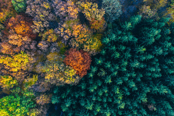 Naklejka na ściany i meble Colorful trees of autumn seen from a drone.