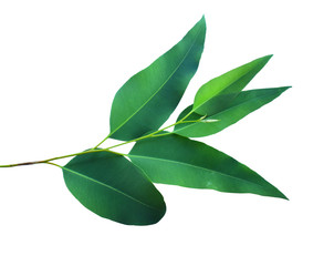 Eucalyptus leaves isolated on white background