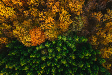 Colorful trees of autumn seen from a drone.