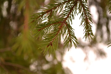 branch of a tree