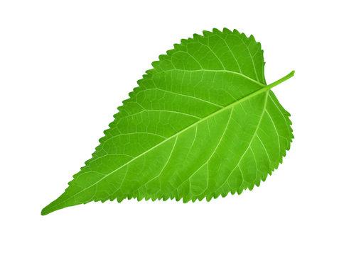 Mulberry leaves isolated on white background