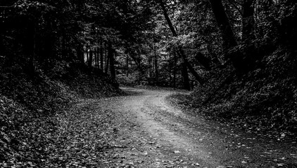 black and white road in the forest
