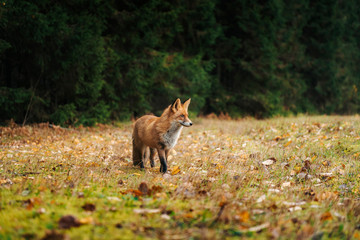 Red fox in the forest during autumn season.