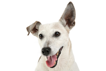 Portrait of an adorable Jack Russell Terrier looking at the camera and seems happy