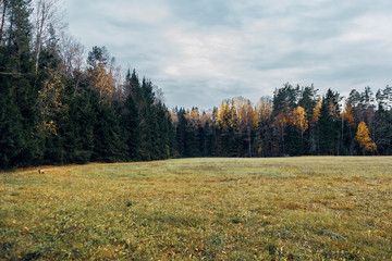 Red fox in the forest during autumn season.