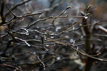 Baum Zweig mit regen Tropfen im Herbst 