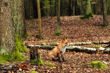 Red fox in the forest during autumn season.