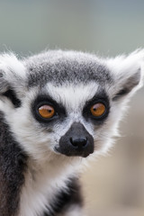 Cross-eyed face. Funny animal image of lemur looking cross-eyed.