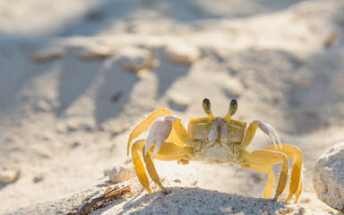 Crab - ghost - small crustacean with chitinous shell