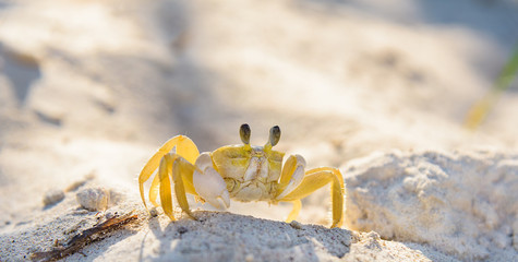 Crab - ghost - small crustacean with chitinous shell