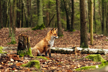 Red fox in the forest during autumn season.