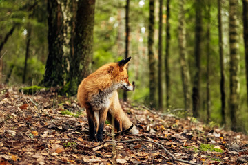 Red fox in the forest during autumn season.