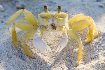 Crab - ghost - small crustacean with chitinous shell