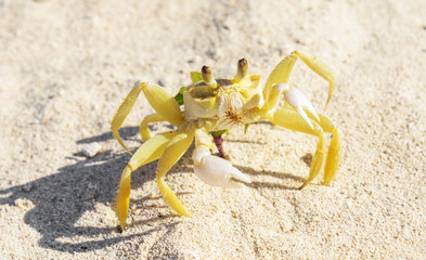 Crab - ghost - small crustacean with chitinous shell