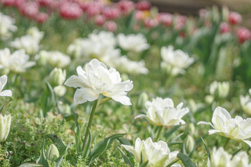 八重咲のチューリップ