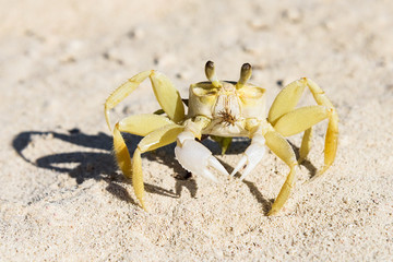 Crab - ghost - small crustacean with chitinous shell