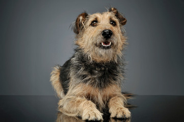 Studio shot of an adorable mixed breed dog lying and looking curiously at the camera