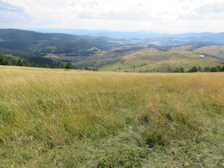 Obraz premium Mountain Tara nature landscape in summer slopes 