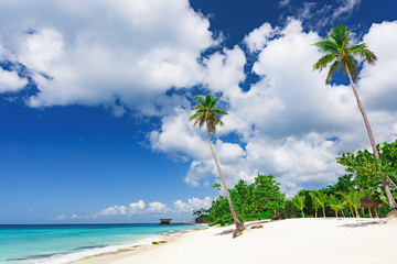 beautiful caribbean landscape with palm tree on the beach