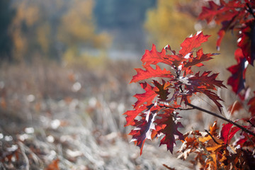 Red autumn leaves on yellow nature background