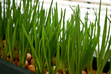 a garden of young onion on a window sill.Growing onions on the windowsill. Fresh green onions at home Indoor gardening growing spring onions in flower pot on window sill. Fresh sprouts of green onion 